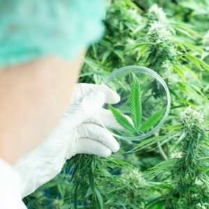 researcher monitor growing up development of cannabis flower